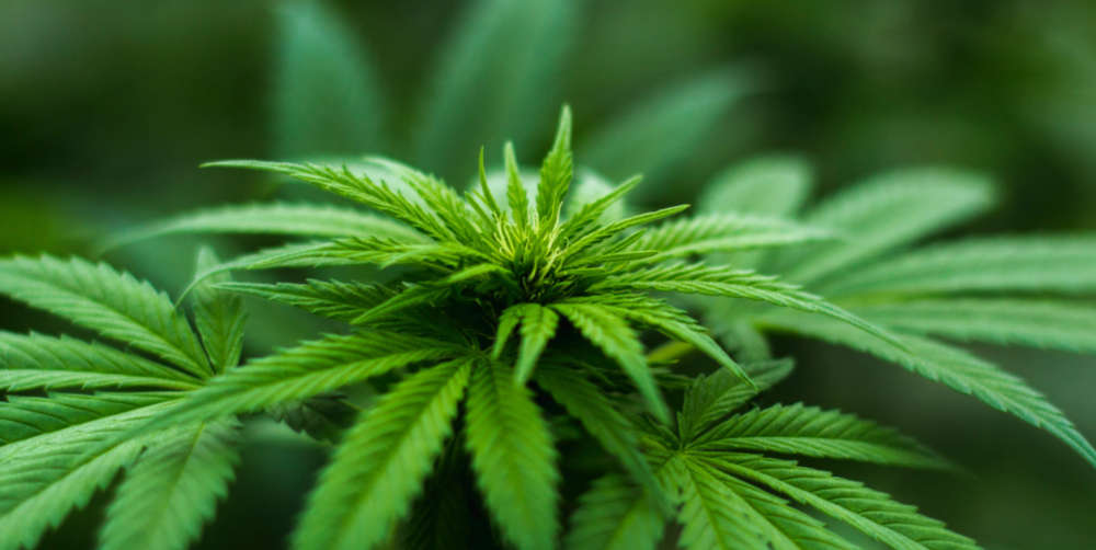 What Critics Still Get Wrong About Marijuana Legalization