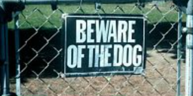 ‘A Symptom of Suffering:’ The Dark Side of Loving Your Dog