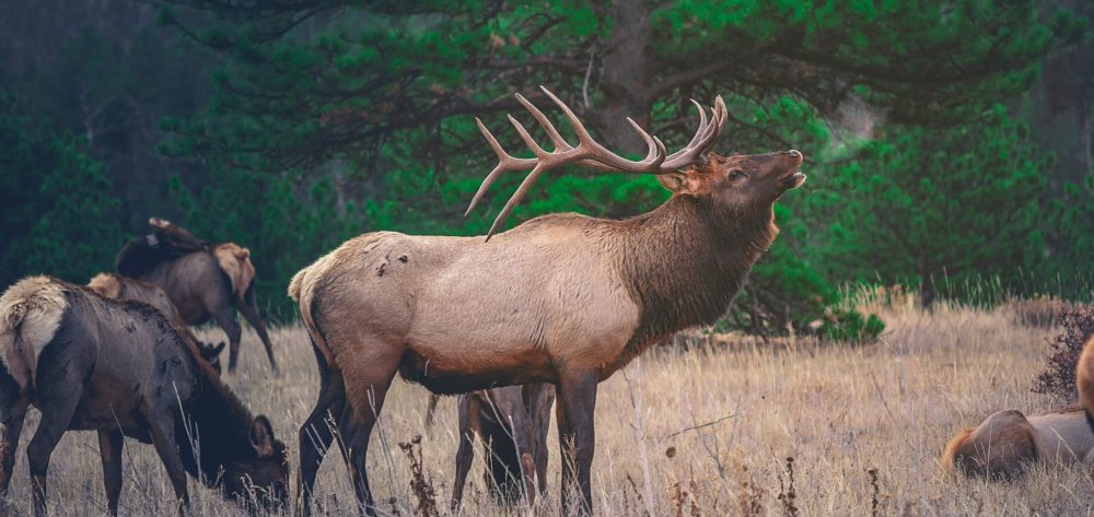 Letter to the Editor: Colorado’s Elk Need Big Wild Country