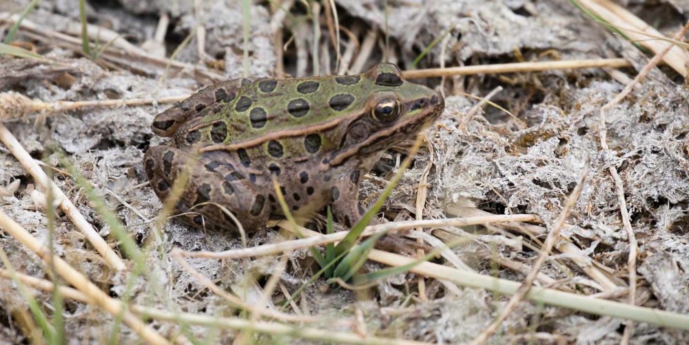 Will This Threatened Frog Stop Drilling Near Denver?