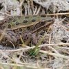 Northern Leopard frog. Photo: U.S. Fish & Wildlife Service