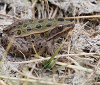 Northern Leopard frog. Photo: U.S. Fish & Wildlife Service