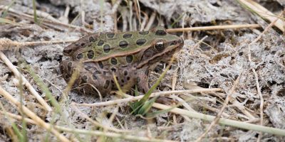 Northern Leopard frog. Photo: U.S. Fish & Wildlife Service
