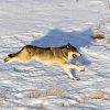 A gray wolf runs across snow-covered terrain as CPW staff prepares to capture a wolf in British Columbia, Canada, in January 2025. Photo: CO Parks & Wildlife