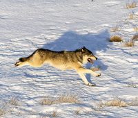 A gray wolf runs across snow-covered terrain as CPW staff prepares to capture a wolf in British Columbia, Canada, in January 2025. Photo: CO Parks & Wildlife