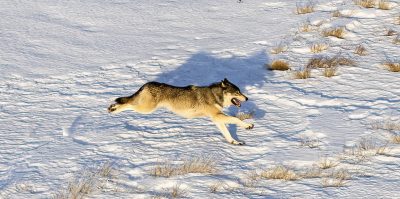 A gray wolf runs across snow-covered terrain as CPW staff prepares to capture a wolf in British Columbia, Canada, in January 2025. Photo: CO Parks & Wildlife