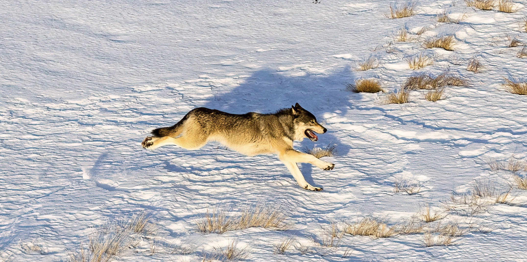 A gray wolf runs across snow-covered terrain as CPW staff prepares to capture a wolf in British Columbia, Canada, in January 2025. Photo: CO Parks & Wildlife