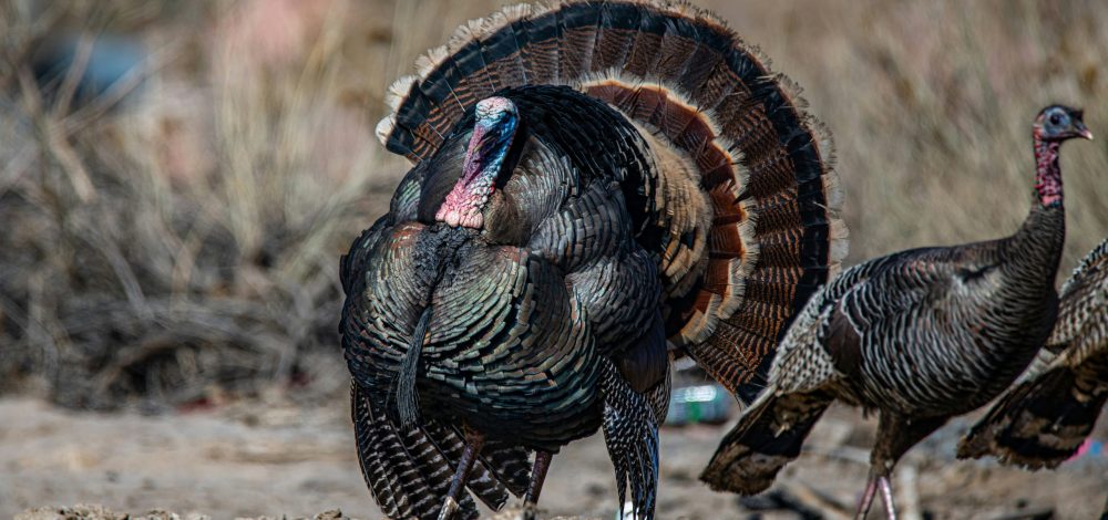 Backcountry Turkey Hunting, the Roadless Rule, and You